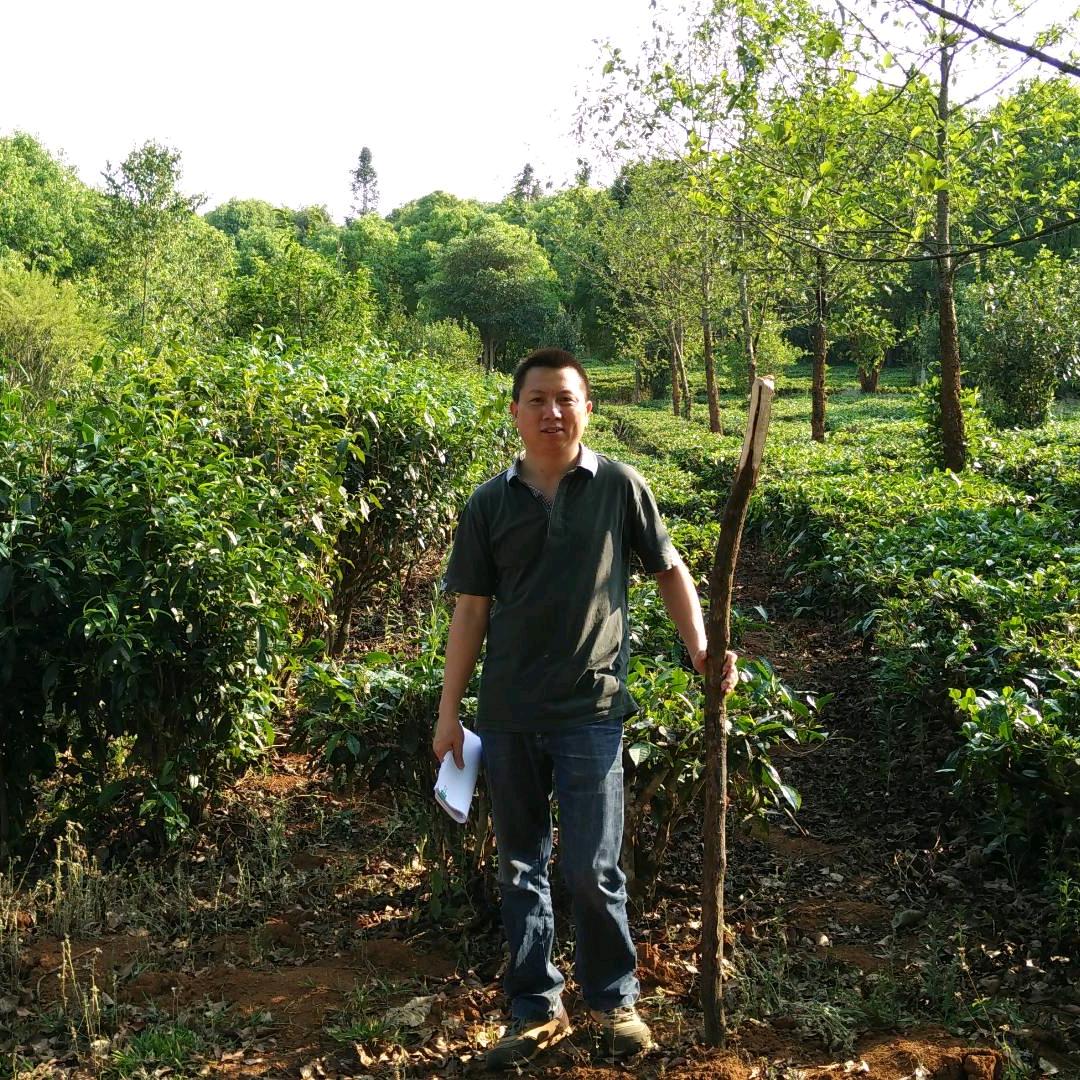 大邦白茶-娄自田