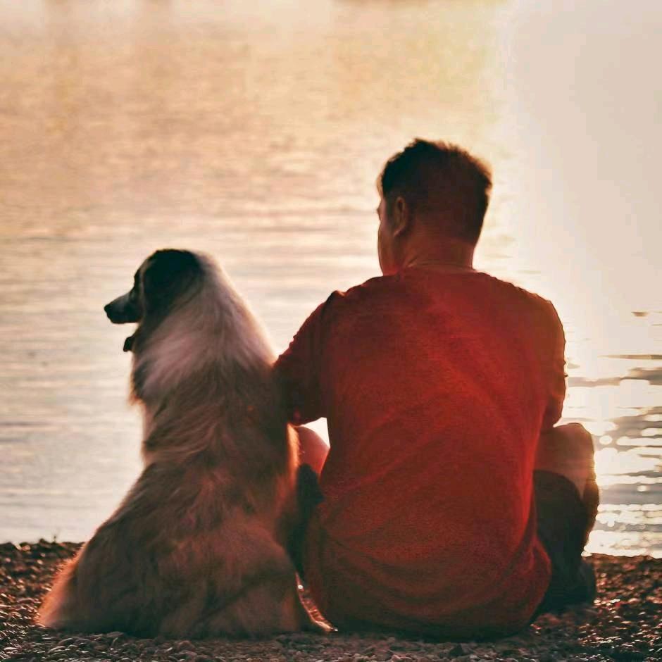 刘憨豆是条边牧