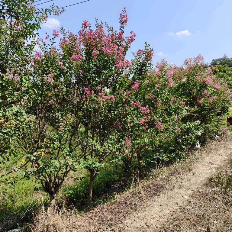 铭轩花艺小铺
