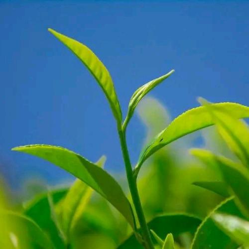 茶