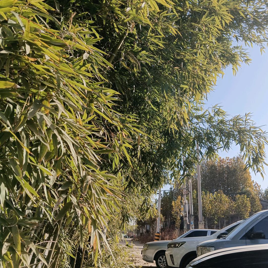 糖果🍬果