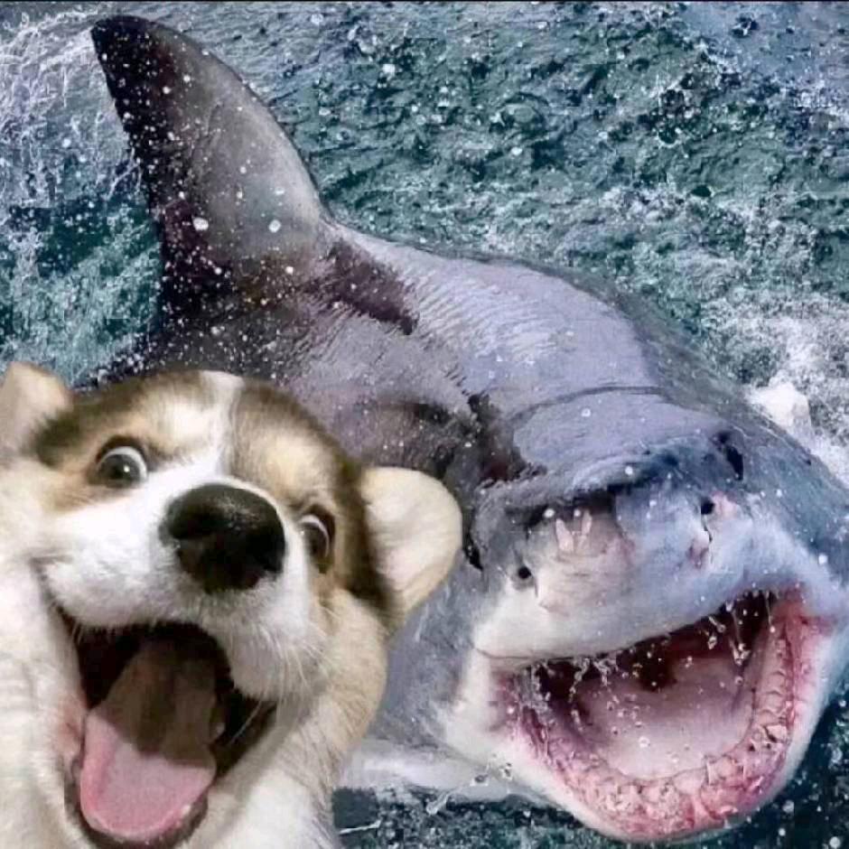 我想要只皮克斯