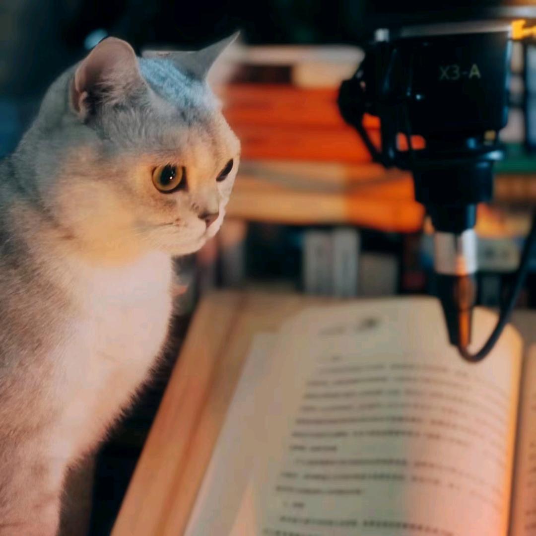 卷边猫的陪读食光