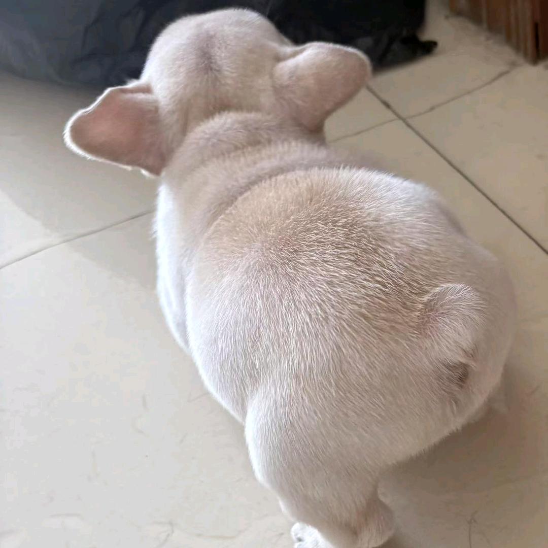 胖虎丶多多