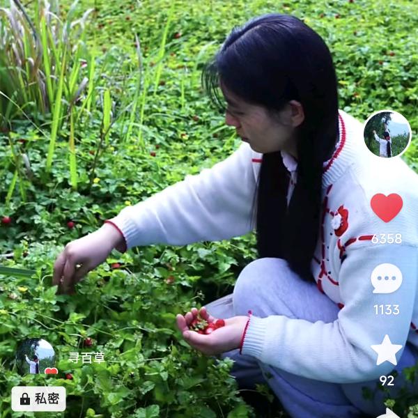 寻百草