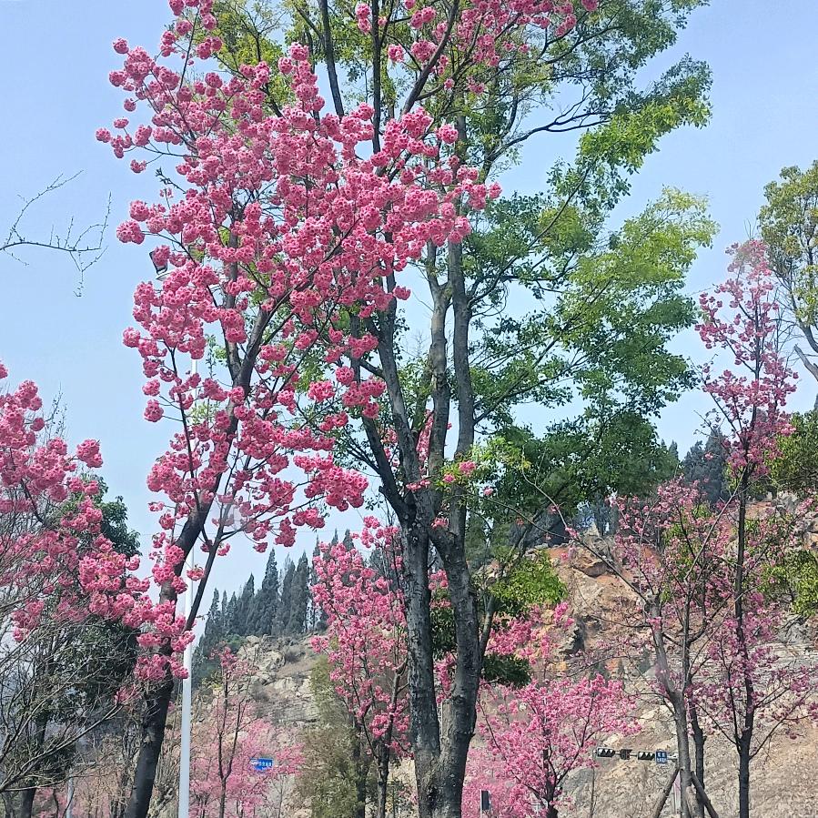 刘琼玲