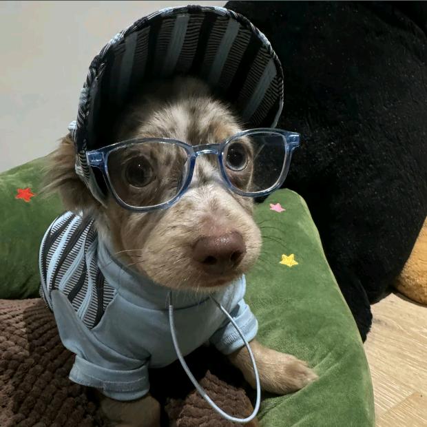 胖头鱼