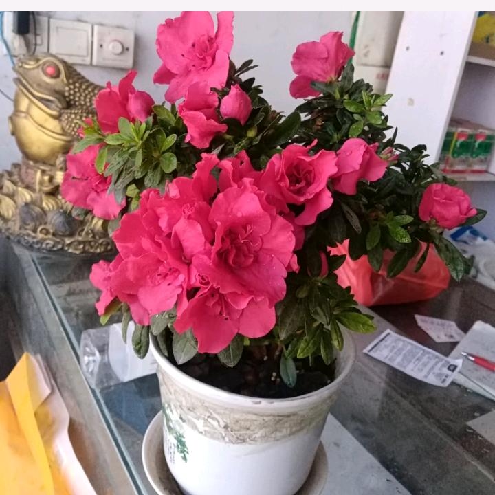 千村植保