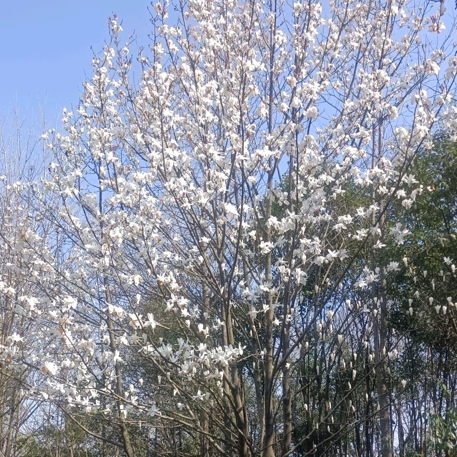 @钱程似锦