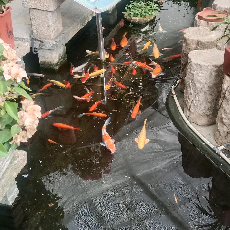胖胖