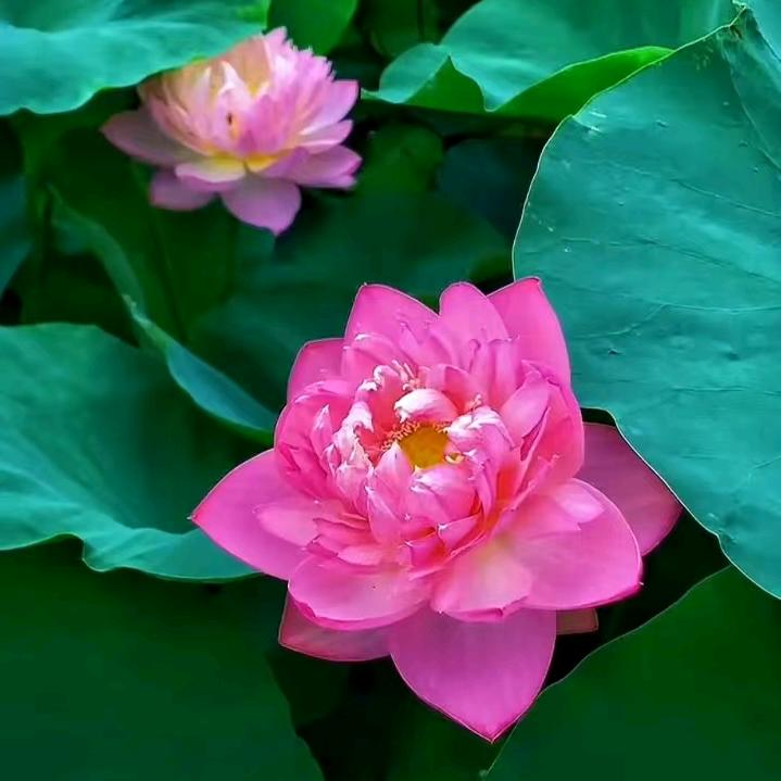 出淤泥而不染