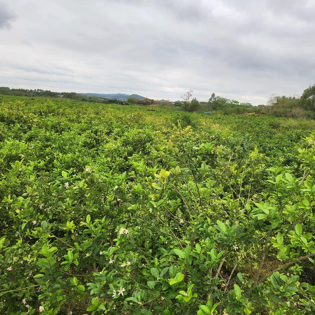 新蕾园农产品店