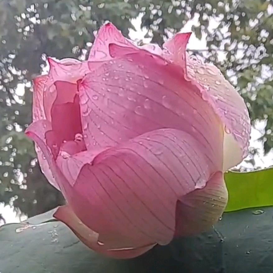 莲花