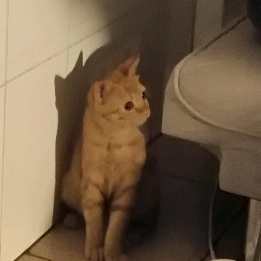 柒爷