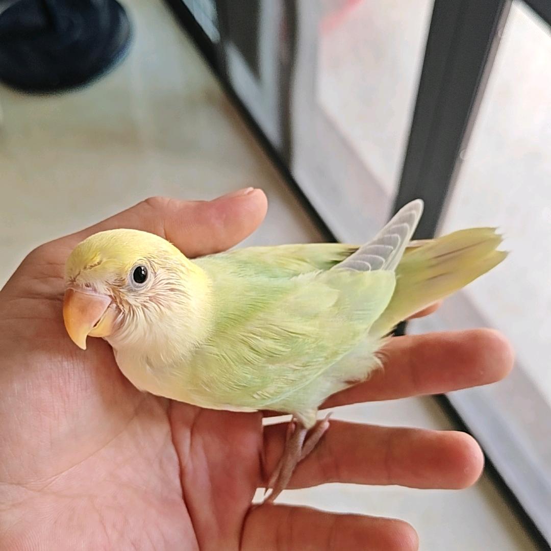 风