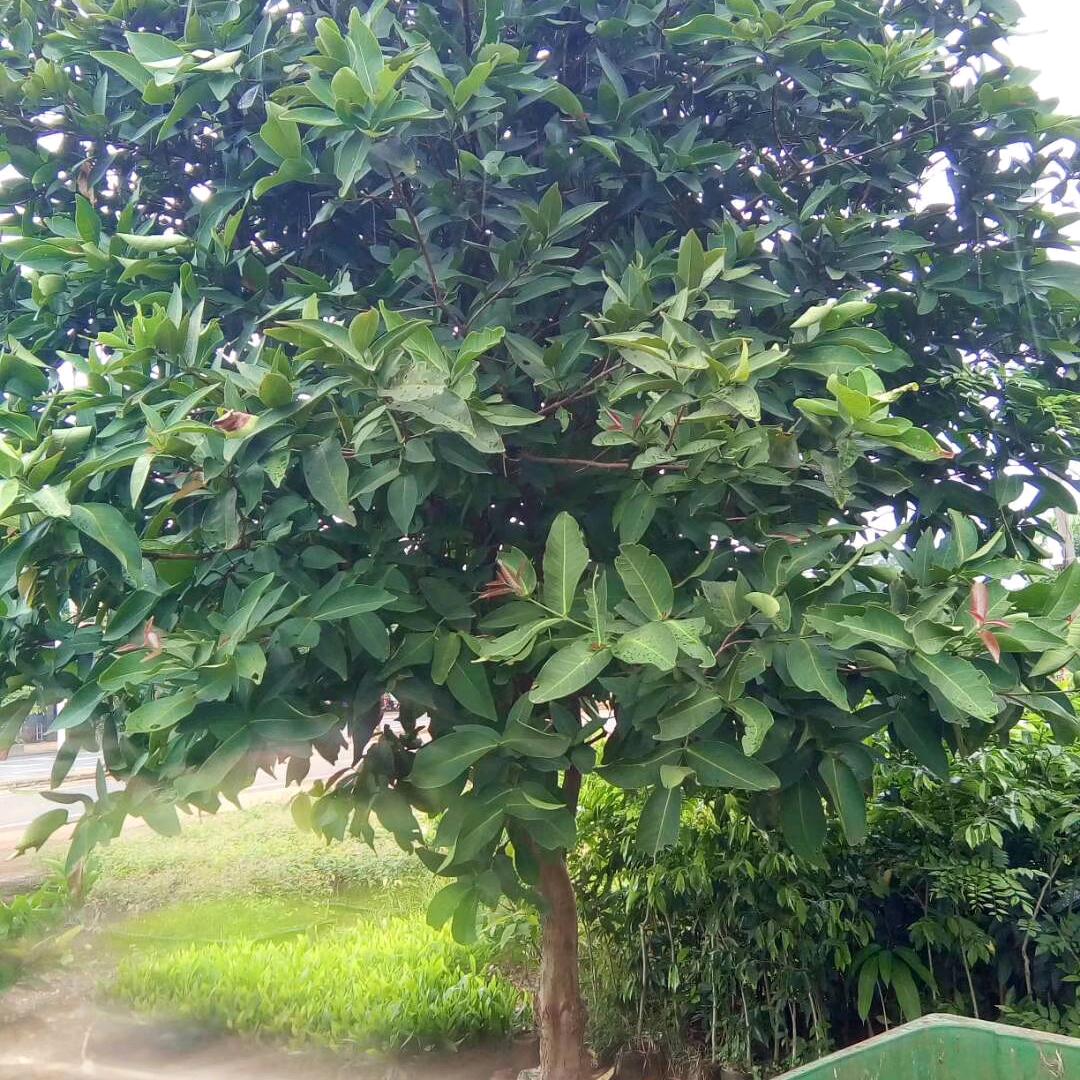 花好月圆