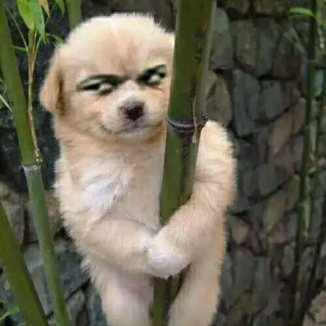 句号有残缺头像
