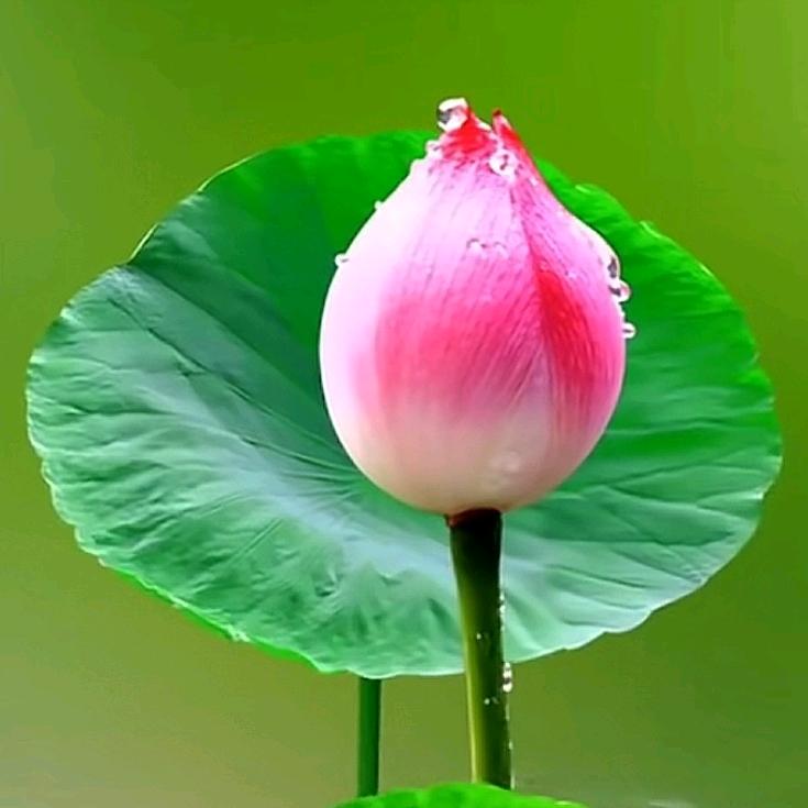 菊子