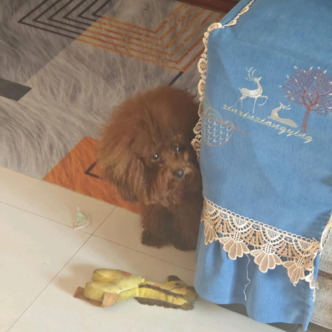楠宝