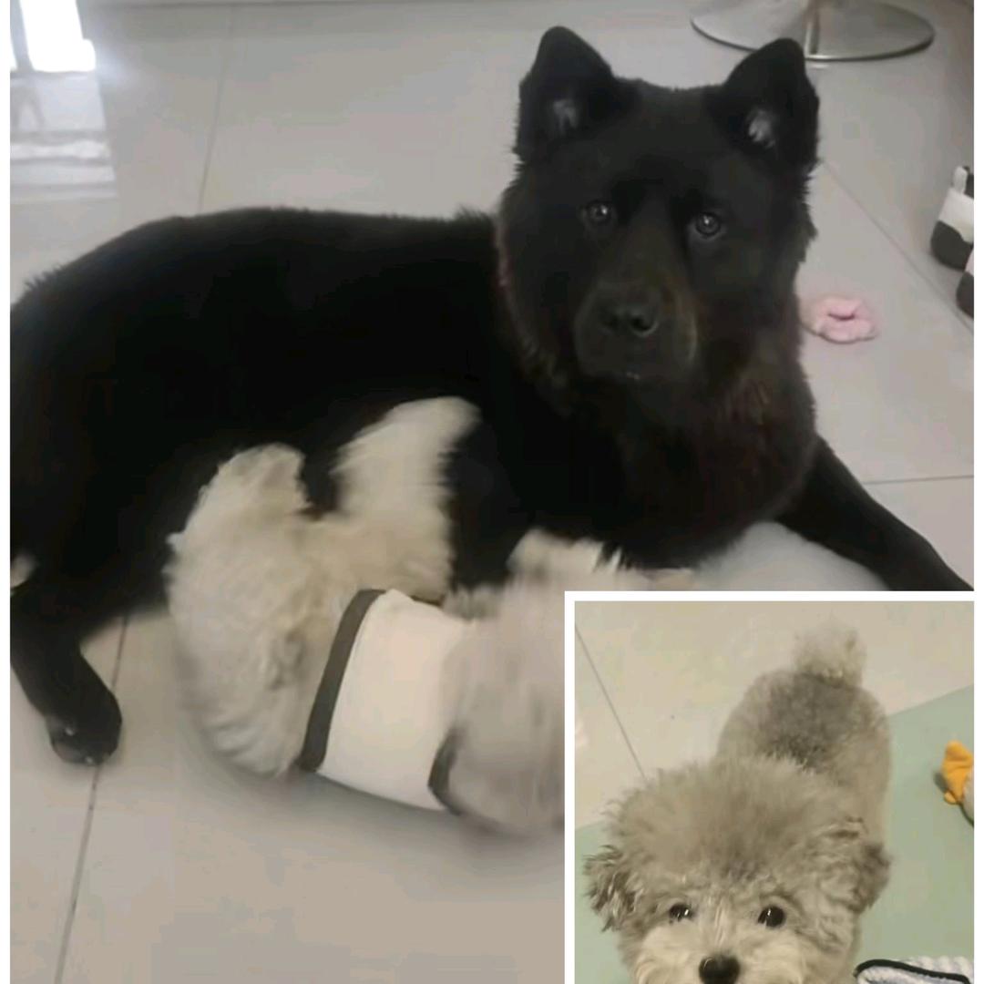 顺理陈张