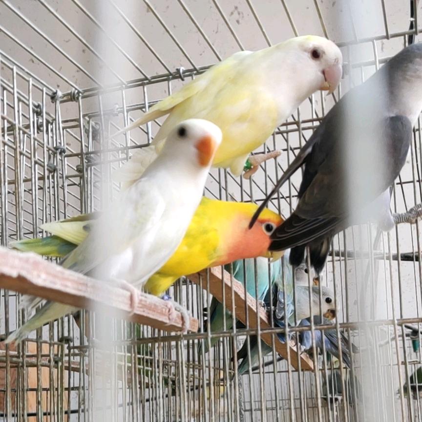 蛋哥宠物鹦鹉养殖