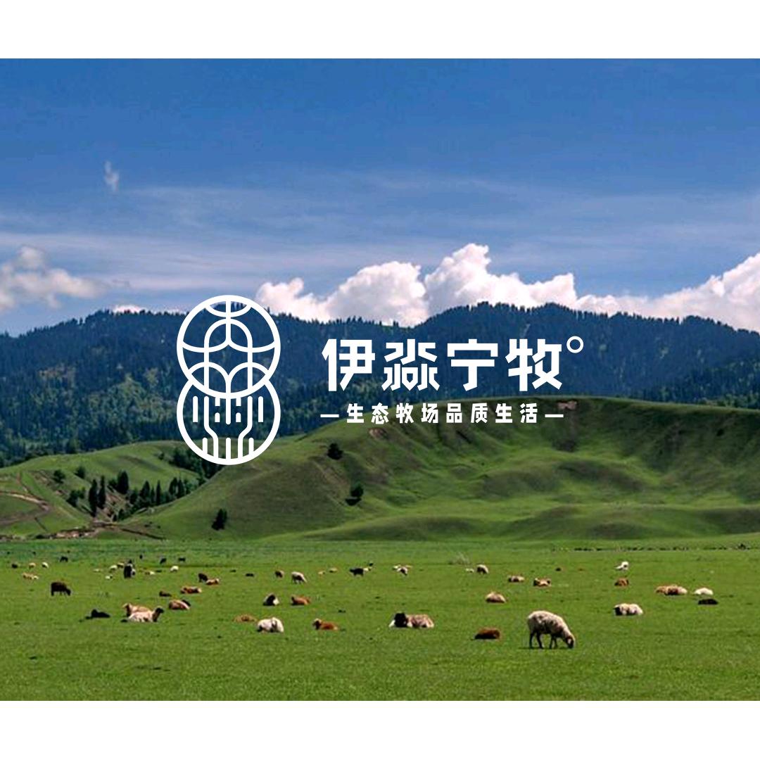 伊淼宁牧宁夏盐池滩羊