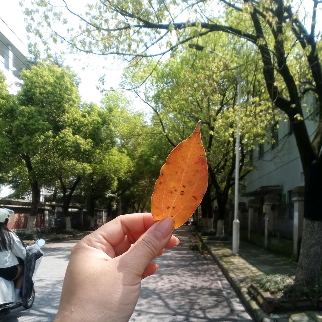 正宗黄牛肉(路桥店)