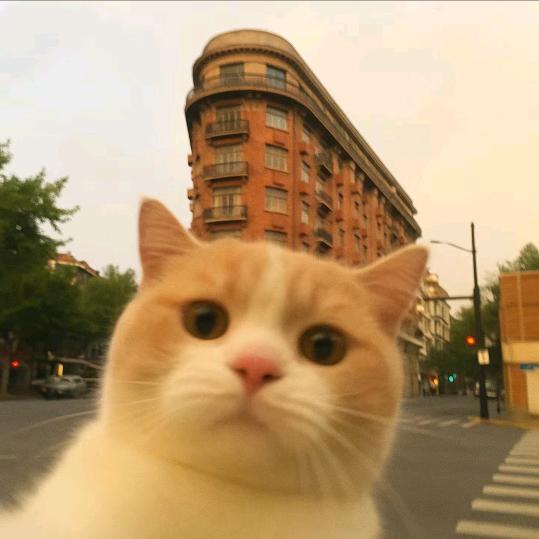 普通的豹纹猫