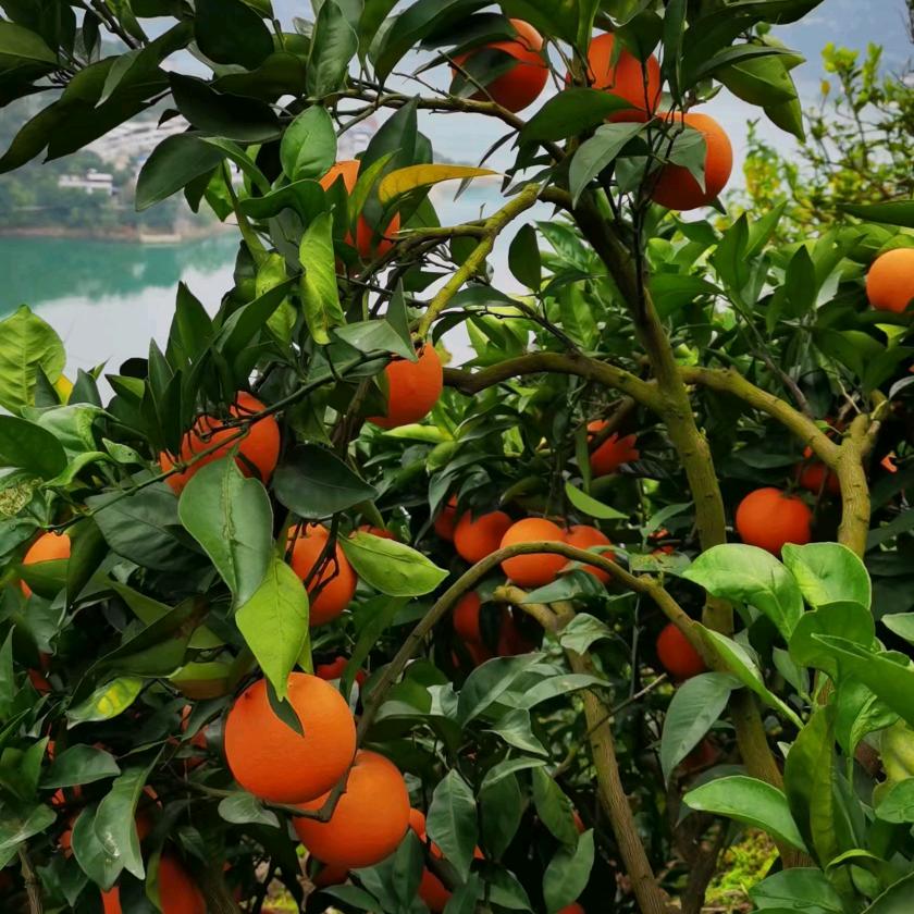 💋水果姐姐💋