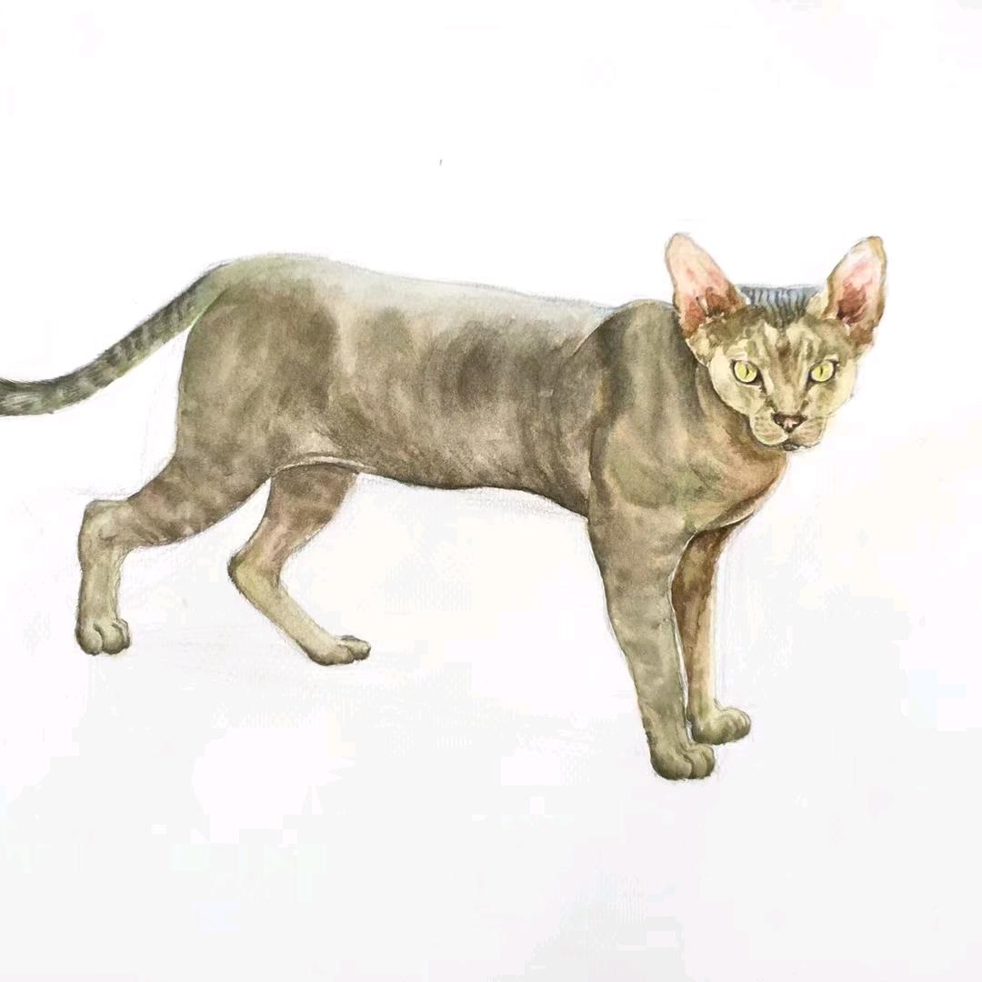 画画的大渔老师