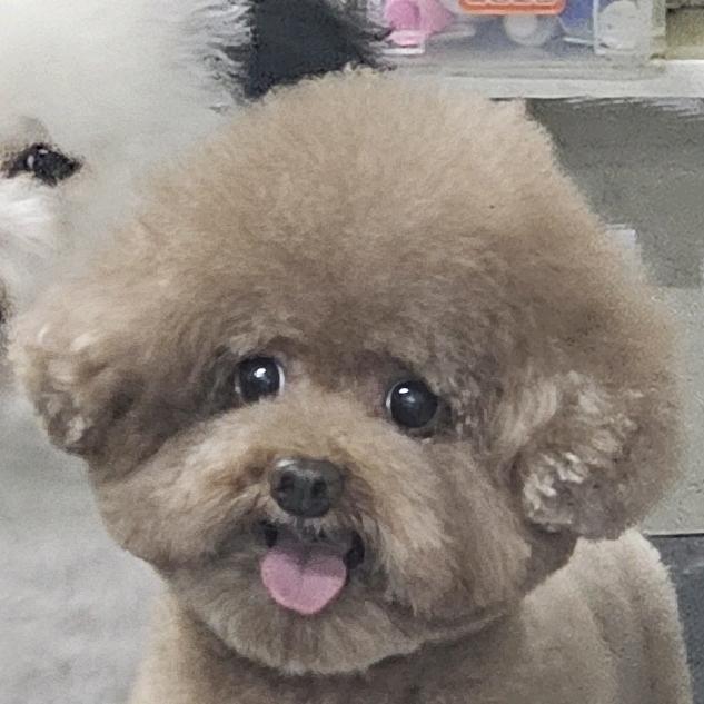 派大兴
