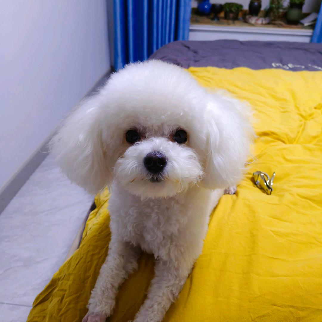 多多是只会吵架的🐶