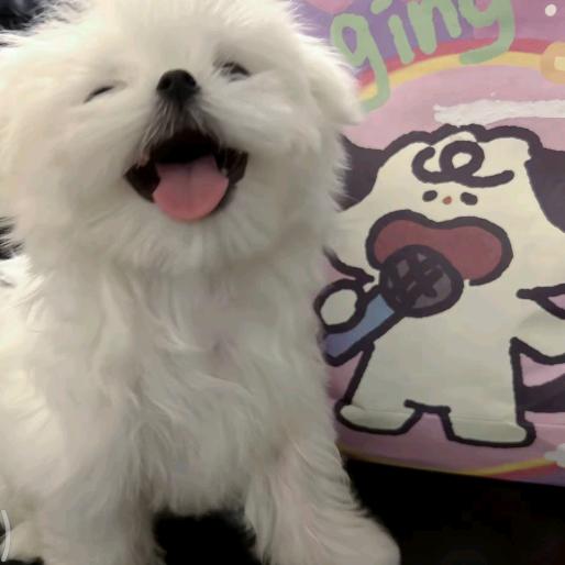 向阳青
