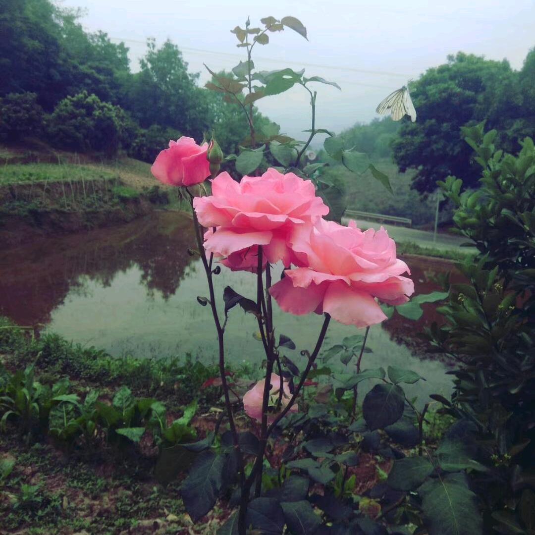 好心情