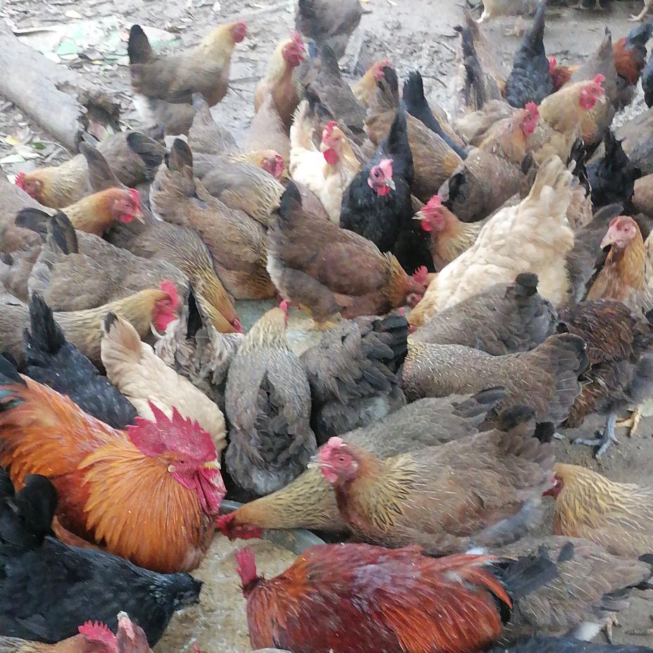 增寿家散养土鸡