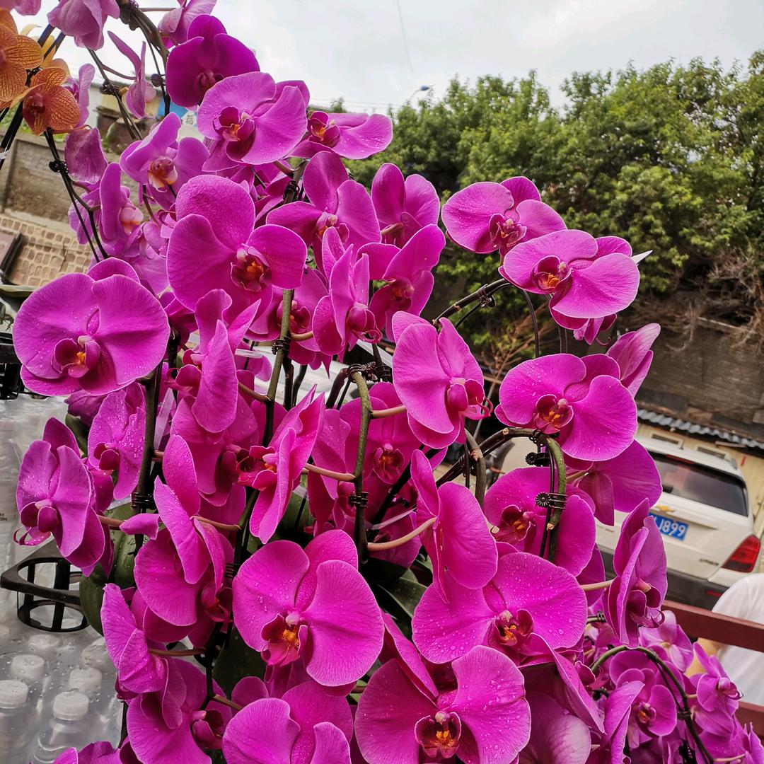 zijiayou5173自驾游