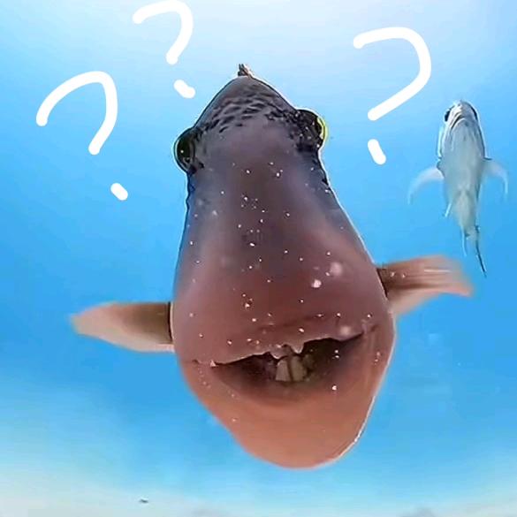 🎣