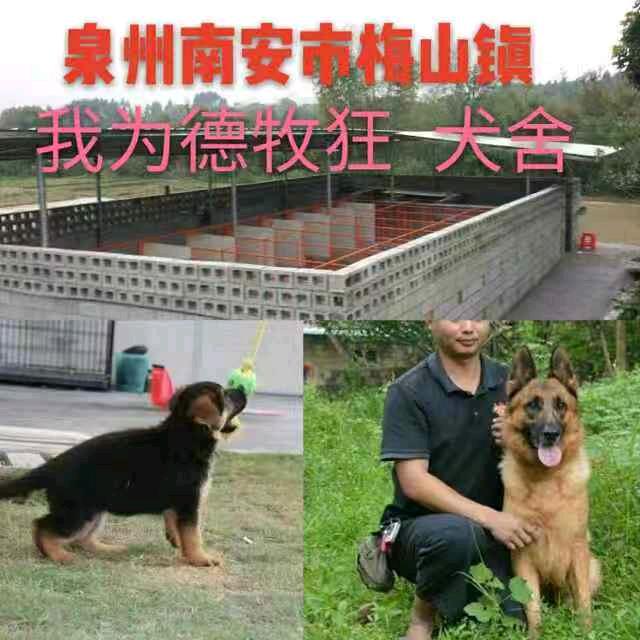 我为德牧狂一南安梅山