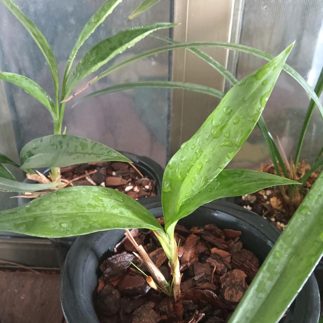 风一样自由