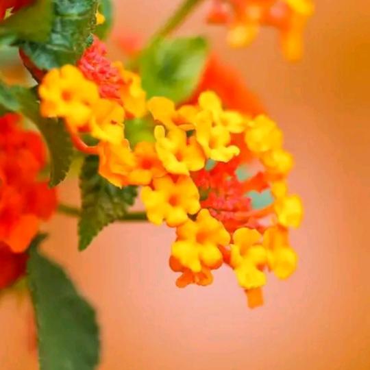 (◦˙▽˙◦仙人掌