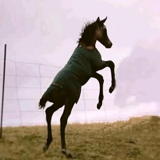 རྟ་ལ་དགའ་བའི་བུ།