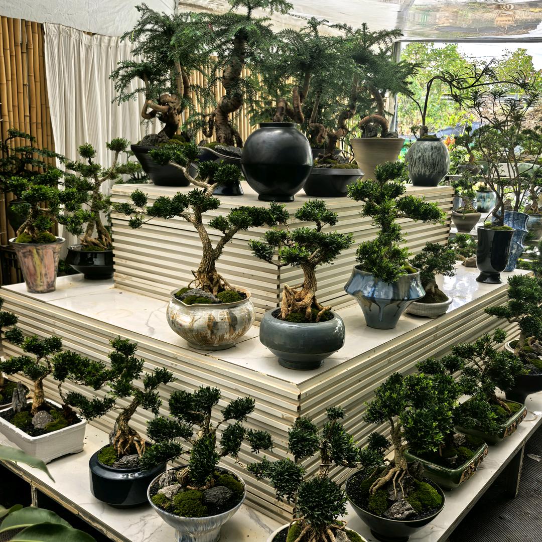 岷县花满楼