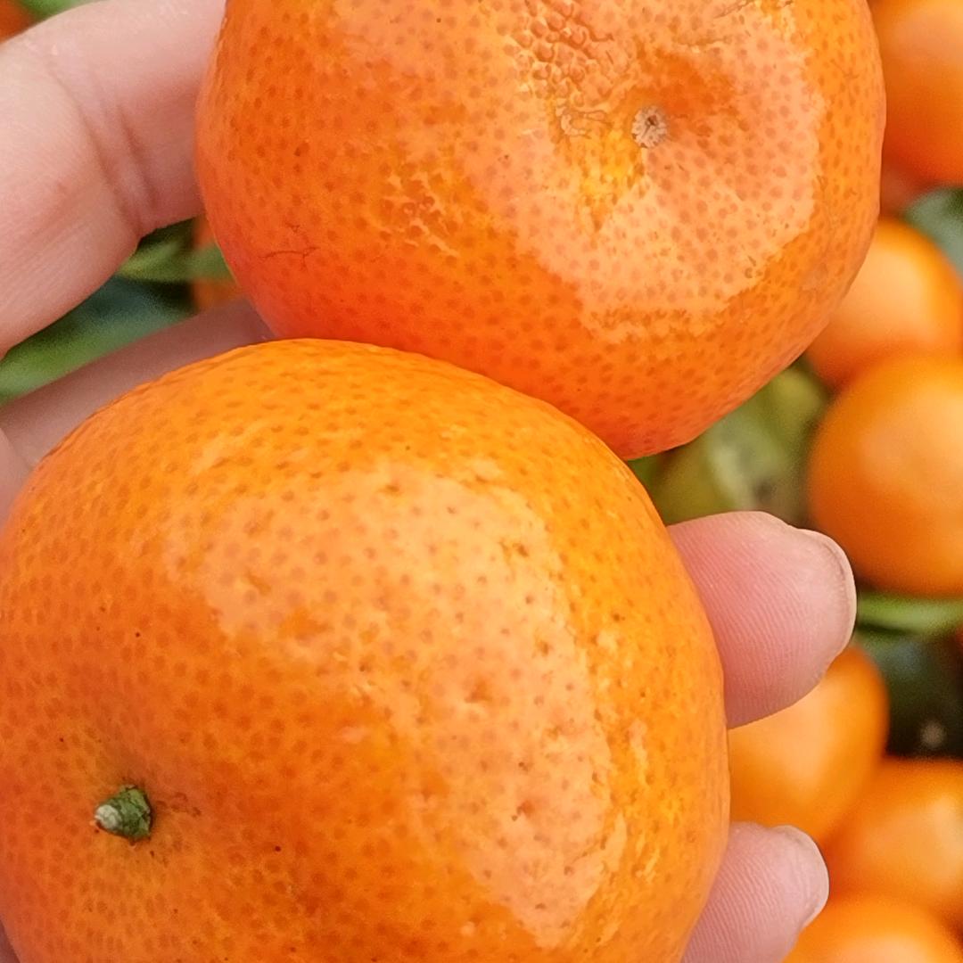 三和果业
