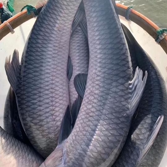 流放塘主(青鱼专养)