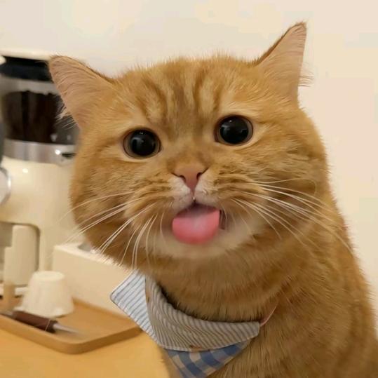 世界外的猎人姐一拳打死鸟