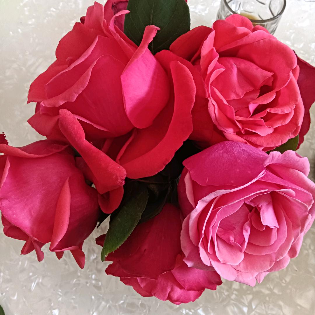 。莲花。思雨。