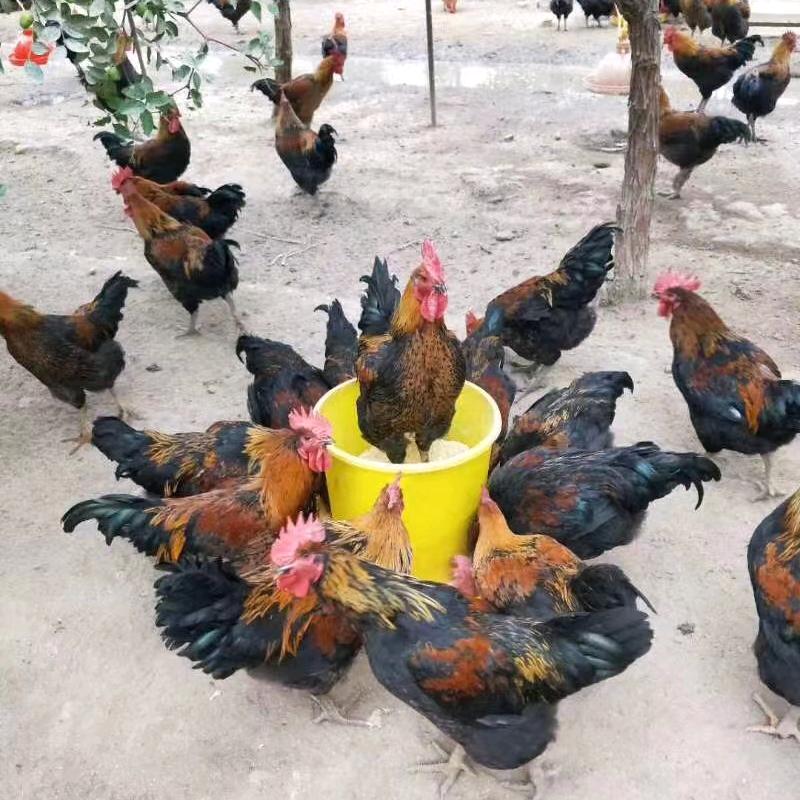 老三~