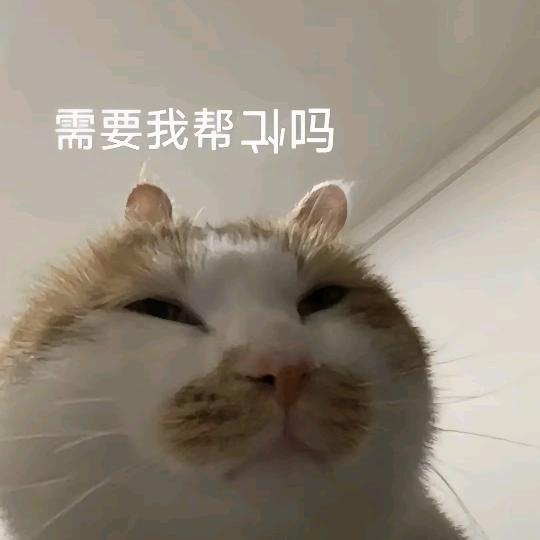 盼盼安琪拉