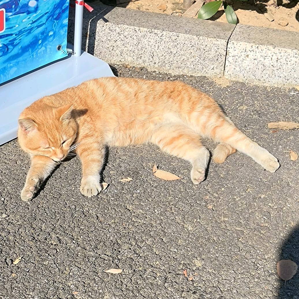 白水
