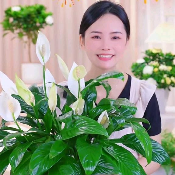 小阳绿植批发